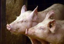 Novo izbijanje afričke svinjske kuge u Osječko-baranjskoj županiji