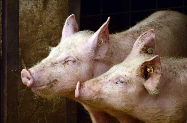 Novo izbijanje afričke svinjske kuge u Osječko-baranjskoj županiji