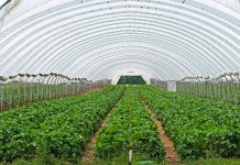 Općina Kneževi Vinogradi objavila Javni poziv za potpore u poljoprivredi i ruralnom razvoju za 2026. godinu