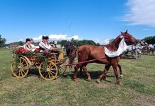 Konjogojska udruga „Baranjac“ najavljuje događaj 23. svibnja