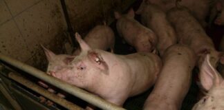 Zbog širenja afričke svinjske kuge uvedene strože kontrole manifestacija i nova pravila za repopulaciju