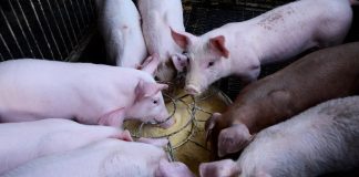 Ministarstvo upozorava na ilegalni unos mesa iz BiH i Srbije