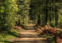 Akcija Hrvatskih šuma: “U proljeće prvo – posadi drvo”