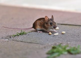 Općina Čeminac: Obavijest o deratizaciji