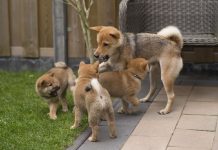 Danas se obilježava Svjetski dan štenaca