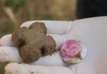 Krenula proljetna akcija oralne vakcinacije lisica: Ne dirajte mamce i pazite na kućne ljubimce