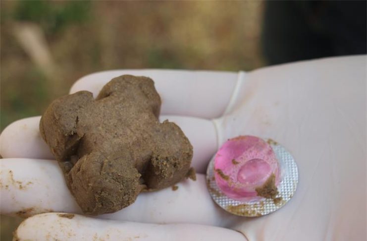 Krenula proljetna akcija oralne vakcinacije lisica: Ne dirajte mamce i pazite na kućne ljubimce