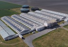 Farma Sokolovac ponovno radi nakon afričke svinjske kuge, stiže više od 10 tisuća svinja