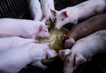 Pronađen počinitelj koji je s farme kod Duboševice ukrao 24 praseta
