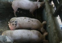 Godinu dana nakon eutanazije svinja u Općini Jagodnjak: Danas svinje drži samo 12 od nekadašnja 144 gospodarstva