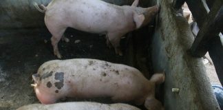 Godinu dana nakon eutanazije svinja u Općini Jagodnjak: Danas svinje drži samo 12 od nekadašnja 144 gospodarstva
