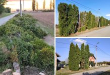 Mještani Petlovca u volonterskoj akciji uređuju Beljsku ulicu i uklanjaju opasne čemprese
