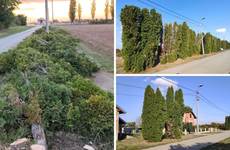 Mještani Petlovca u volonterskoj akciji uređuju Beljsku ulicu i uklanjaju opasne čemprese